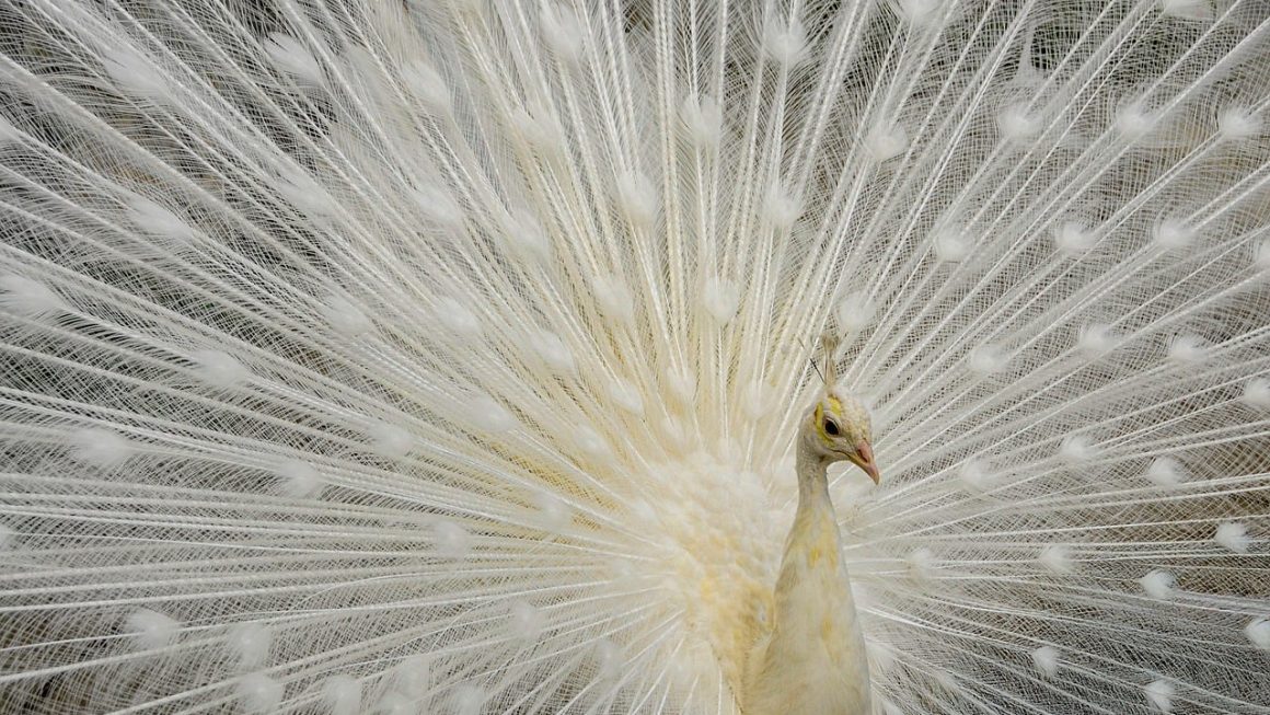 As 10 Melhores Atividades de Observação da Natureza e Biologia da Vida Silvestre