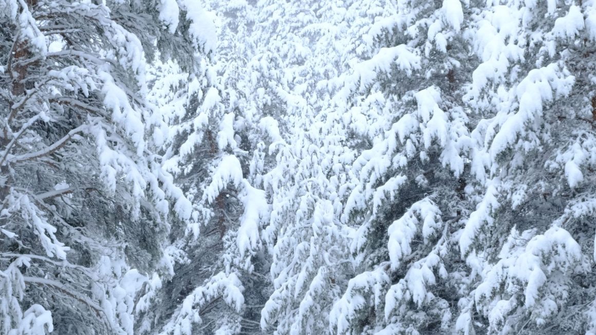 As 5 Melhores Trilhas de Rastreio de Vida Selvagem e Snowshoeing no Inverno