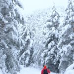 As 5 Melhores Trilhas de Rastreio de Vida Selvagem e Snowshoeing no Inverno