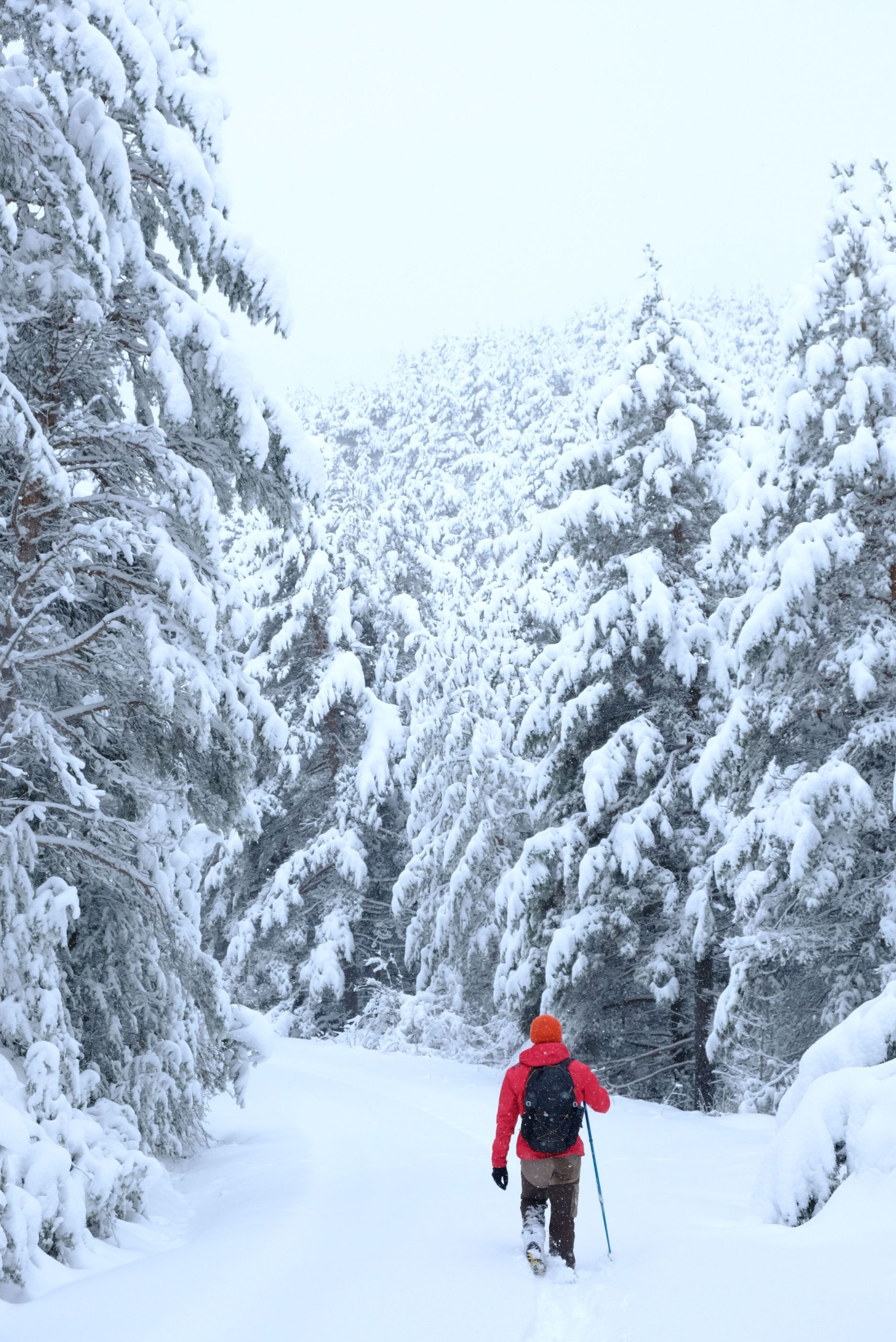 As 5 Melhores Trilhas de Rastreio de Vida Selvagem e Snowshoeing no Inverno