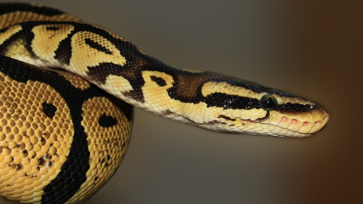 Os 10 Melhores Projetos de Ciência da Computação Usando Python para Feiras de Ciências