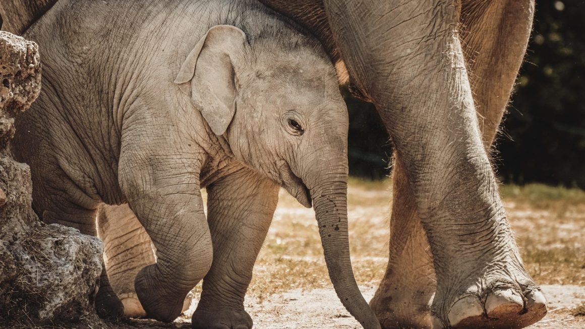 Os 10 Melhores Projetos de Rastreamento de Corredores Ecológicos em Conservação da Fauna