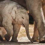 Os 10 Melhores Projetos de Rastreamento de Corredores Ecológicos em Conservação da Fauna