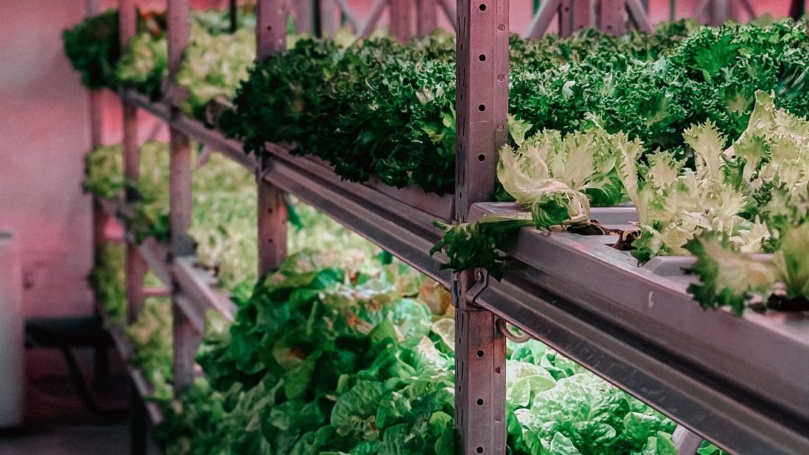 Os 5 Melhores Sistemas de Automação em Agricultura Vertical