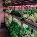 Os 5 Melhores Sistemas de Automação em Agricultura Vertical