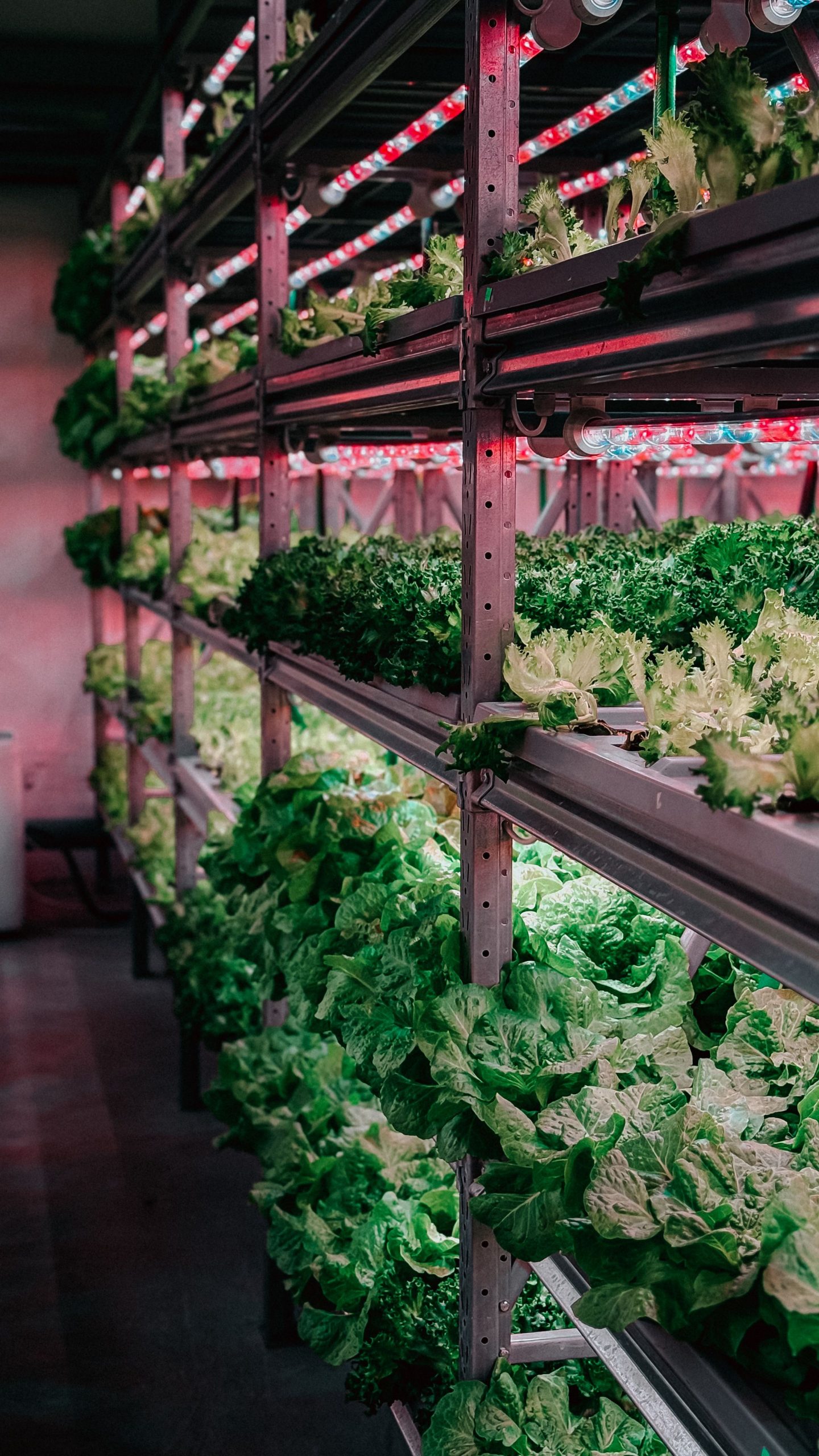 Os 5 Melhores Sistemas de Automação em Agricultura Vertical