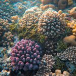 Os 7 Melhores Filmes de Biologia Marinha Explorar Ecossistemas de Recifes de Coral