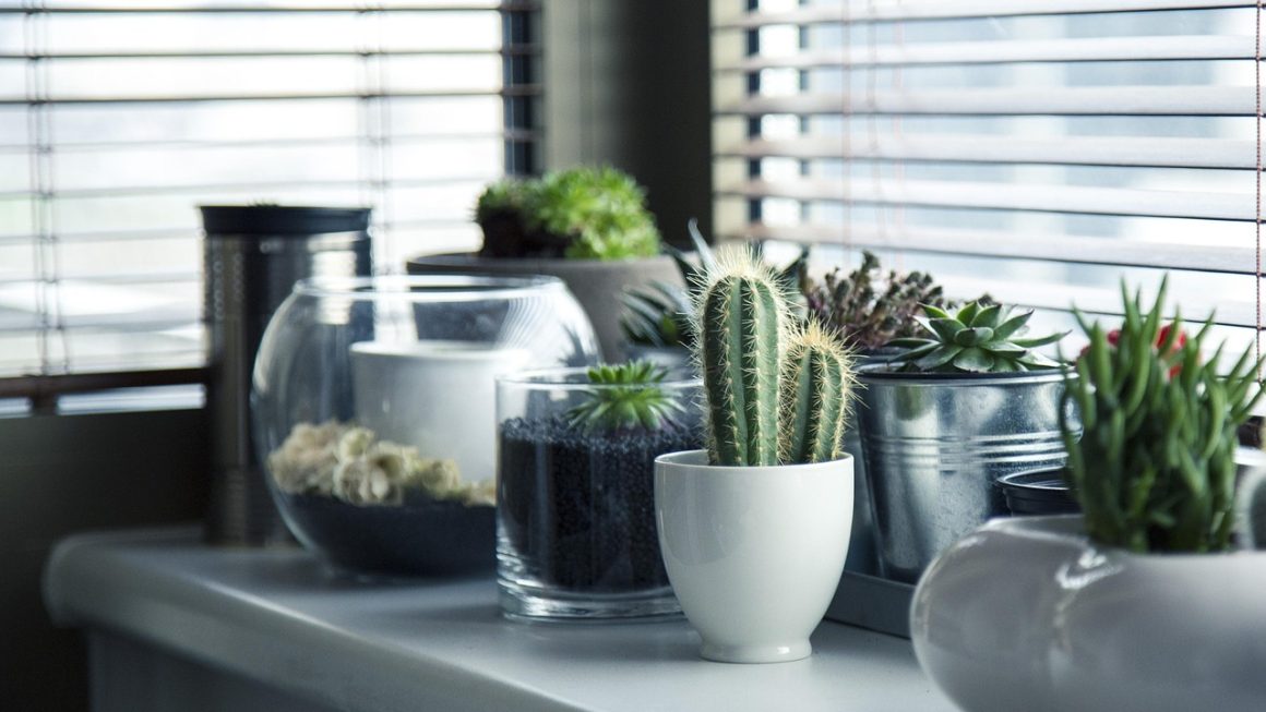 Os 8 Melhores Projetos Científicos de Jardinagem em Casa sobre Germinação de Sementes
