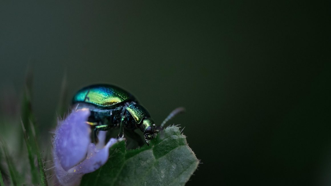 Os 10 Melhores Guias de Estudo de Campo em Entomologia para Pesquisa de Insetos