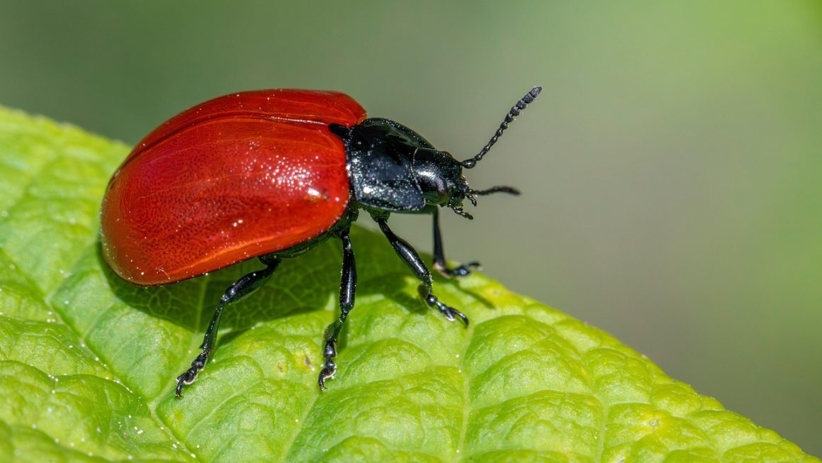 As 5 Melhores Métodos Naturais de Controle de Pragas Sem Produtos Químicos