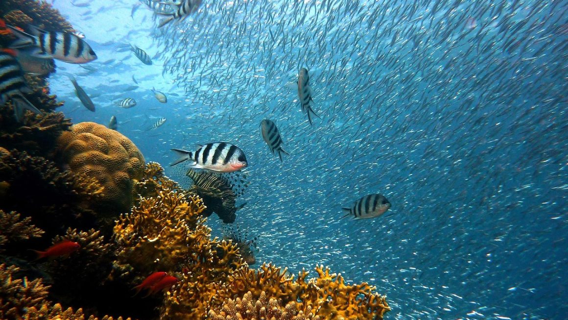 As 6 Melhores Iniciativas de Viagem para a Restauração de Recifes de Coral