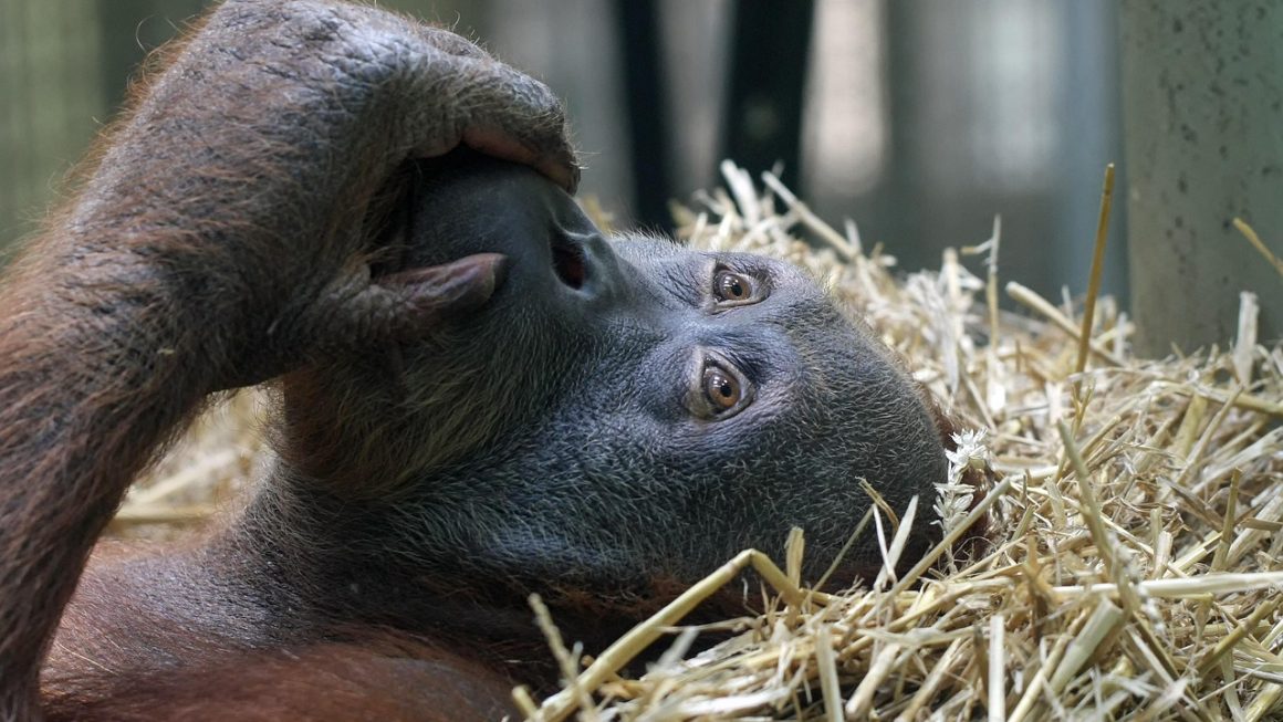 Os 7 Melhores Santuários de Animais Éticos para Visitar