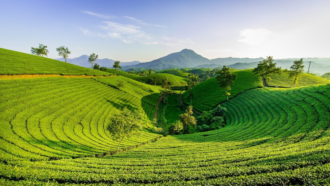 As 10 Melhores Cidades de Montanha com Plantação de Chá Tradicional