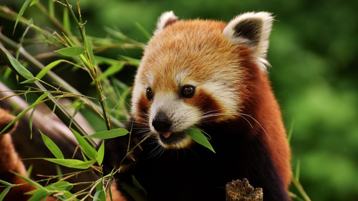 Top 6 Métodos do Pandas DataFrame para Uma Limpeza de Dados Eficiente